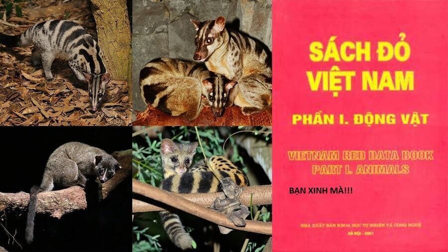 Hổ Đến Chơi Nhà [Chap 144-147] - Page 74