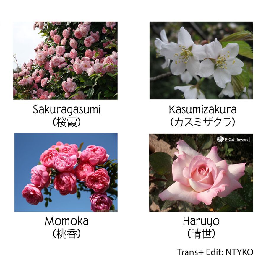Haikei, Arishi Hi Ni Saku Hanatachi E 2