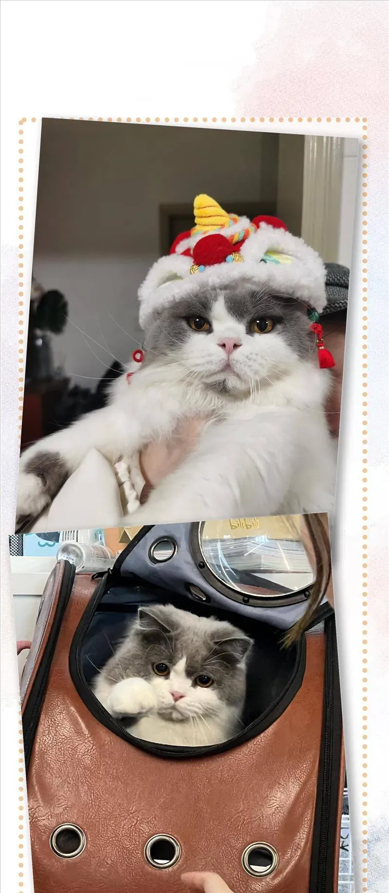 Lục Lạc Mèo [Chap 21-24]