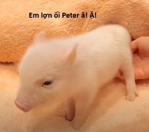 Ngay Cả Khi Hậu Tận Thế Thật Hạnh Phúc Khi Vẫn Còn Được Sống... (Puchimasu Miếu) [Chap 0.3-51.1]