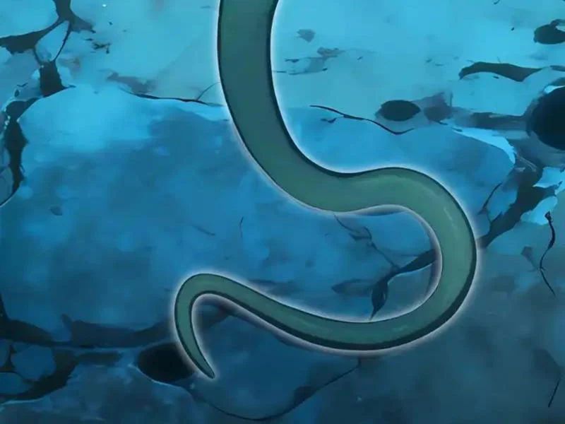 Thái Cổ Thập Hung: Người Khác Ngự Thú Ta Ngự Thú Nương - Trang 78