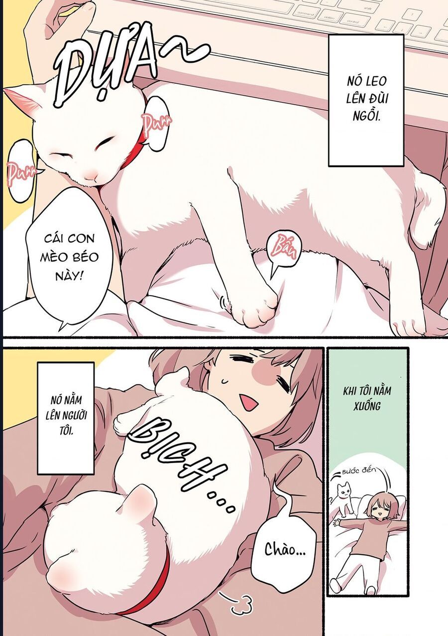 Miko, Cô Mèo Trắng Muốn Được Yêu Thương Chap 1