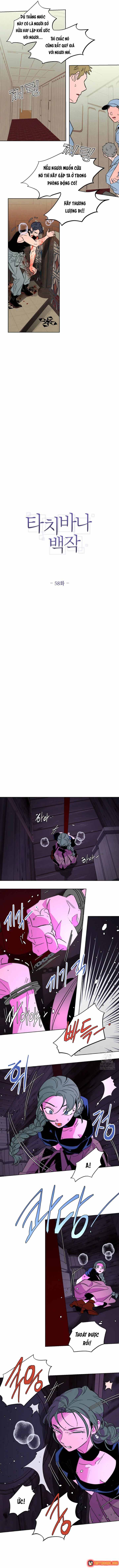 Bá Tước Tachibana