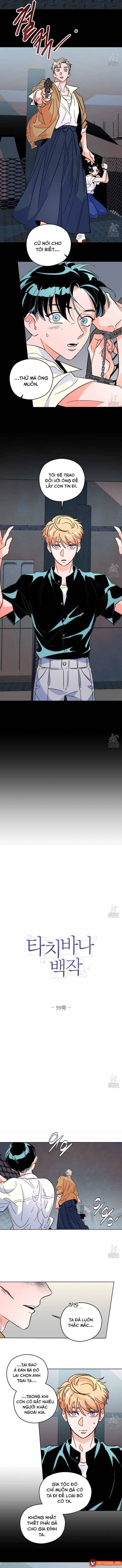 Bá Tước Tachibana