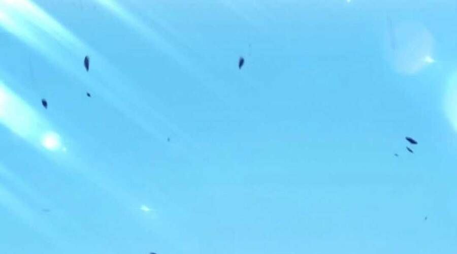 Chương 20.4 - Trang 226